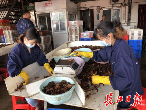 武漢白沙洲農(nóng)副產(chǎn)品大市場(chǎng) 日批發(fā)百噸龍蝦，引領(lǐng)“撮蝦子”潮流
