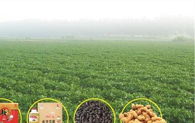 天津薊州區(qū)開(kāi)展特色食品和農(nóng)副產(chǎn)品專(zhuān)項(xiàng)檢查，嚴(yán)守法規(guī)保障食品安全