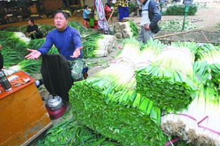 暖冬之困 農(nóng)副產(chǎn)品市場(chǎng)中的大蔥滯銷(xiāo)現(xiàn)象探析
